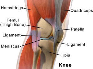 musculoskeletal diagram of the knee