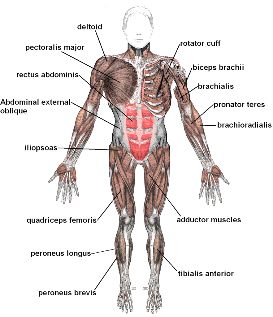 drawing of musculoskeletal biomechanics, highlighting important areas involved in rowing