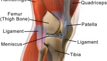 musculoskeletal diagram of the knee