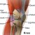 musculoskeletal diagram of the knee