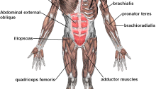 drawing of musculoskeletal biomechanics, highlighting important areas involved in rowing